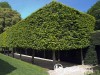Skroblas paprastasis (lot. Carpinus betulus)
